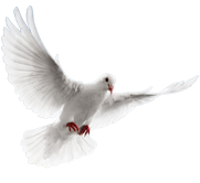 Peace and Love Dove - Join the Ministry of The Spiritual Connection.